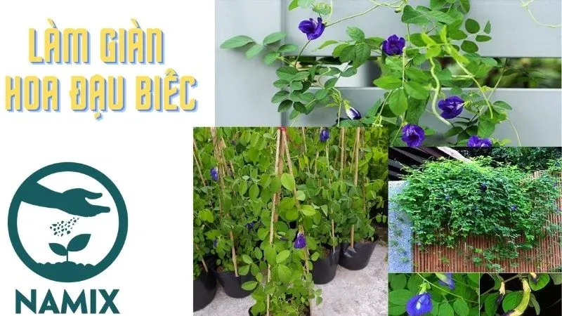 Thiết lập giàn leo vững chắc cho cây đậu biếc phát triển tối ưu