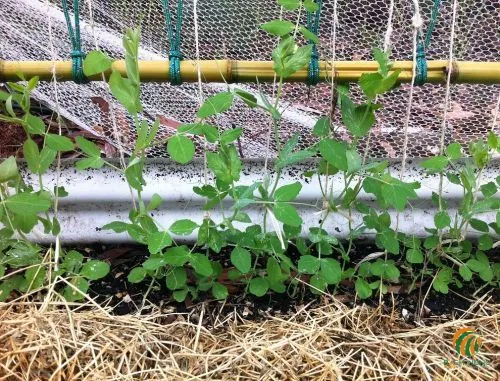 Làm giàn leo đơn giản giúp cây đậu lùn sạch sẽ và tăng lưu thông khí