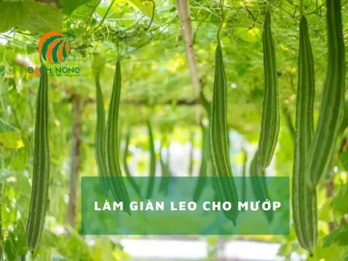 Thiết lập giàn leo vững chắc cho cây mướp được trồng trong chậu
