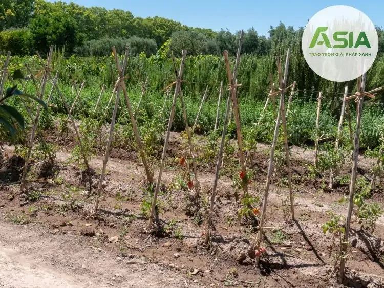 Cách Làm Giàn Trồng Cà Chua Và Kỹ Thuật Tỉa Cành Tối Ưu Năng Suất Cách Làm Giàn Trồng Cà Chua Và Kỹ Thuật Tỉa Cành Tối Ưu Năng Suất