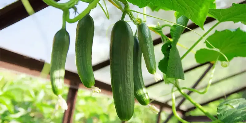 Cấu trúc giàn chữ A và kỹ thuật tỉa nhánh hợp lý để dưa chuột sai quả