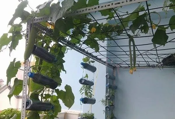 CÃ¡c máº«u ká»‡ trá»“ng rau lÃ m báº±ng sáº¯t lá»—