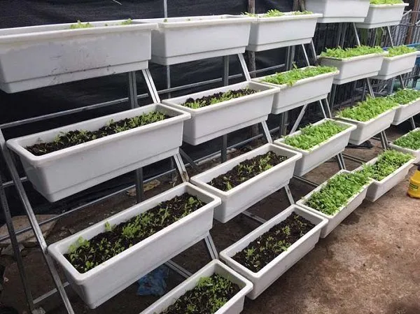 CÃ¡c máº«u ká»‡ trá»“ng rau lÃ m báº±ng sáº¯t lá»—