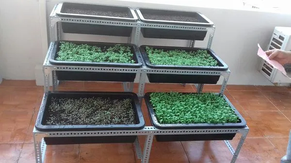 HÆ°á»›ng dáº«n cÃ¡ch lÃ m ká»‡ trá»“ng rau báº±ng sáº¯t v lá»—