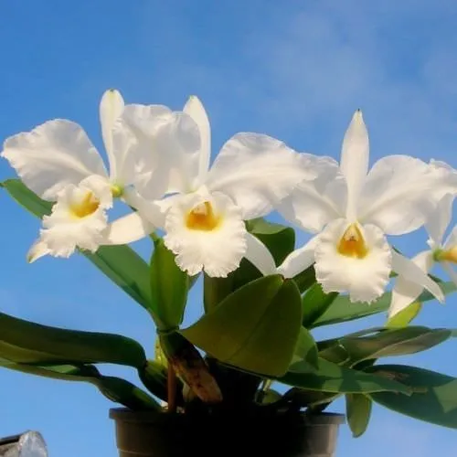 Mô tả toàn bộ kỹ thuật trồng lan Cattleya