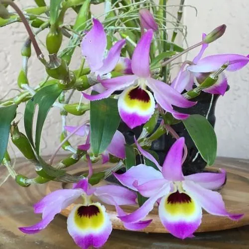 Hình ảnh hoa lan chuỗi ngọc tím phớt trắng rực rỡ