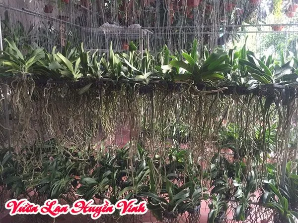 Hình ảnh một giò lan Đai Châu đang được thuần hóa, rễ đã phát triển dài, cho thấy cây đã sẵn sàng để trồng