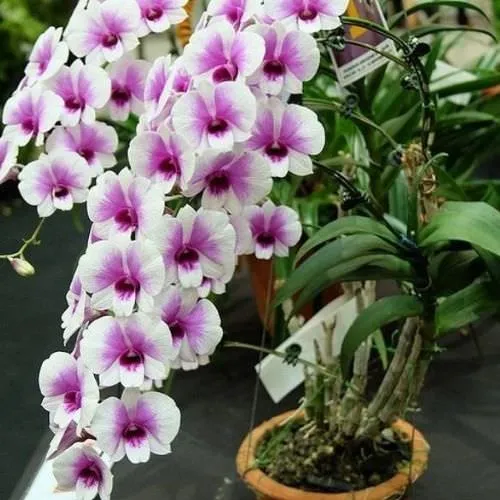 Hình ảnh hoa lan dendro tím và trắng khoe sắc rực rỡ