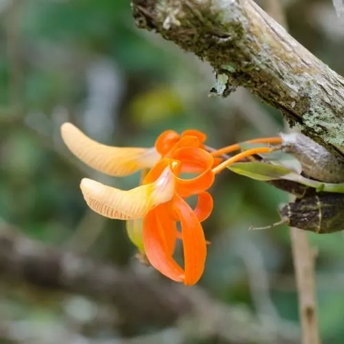 Hình ảnh hoa lan Đơn Cam khoe sắc nở rộ vào mùa xuân