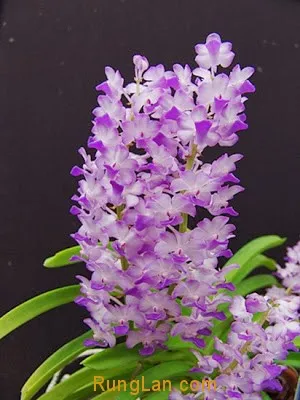 Kỹ thuật trồng lan Hải Yến trên giá thể gỗ lũa