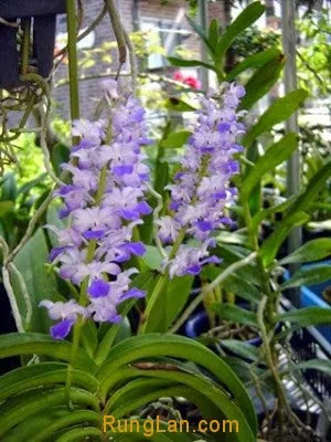 Lan rừng Hải Yến đang ra rễ mới và phát triển lá non