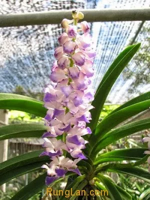 Chăm sóc lan Hải Yến rừng sau khi thay chậu