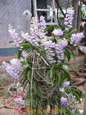 Lan Hải Yến Rhynchostylis coelestis với rễ trần và lá xanh
