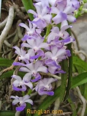 Hình ảnh cận cảnh những bông Lan Hải Yến Rhynchostylis coelestis màu tím trắng