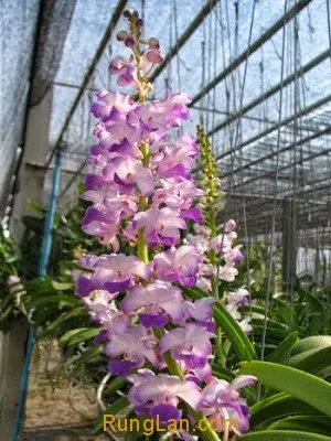 Lan Hải Yến Rhynchostylis coelestis với nhiều chùm hoa đang nở rộ