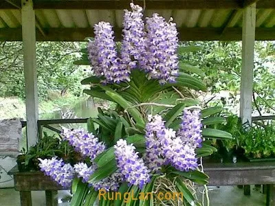 Giỏ lan Hải Yến rừng đang trong quá trình chăm sóc