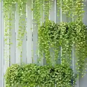 Cảnh lan hạt dưa xanh tươi leo trên hàng rào, một ví dụ về vị trí đặt cây phù hợp khi bạn thực hiện cách trồng cây lan hạt dưa.