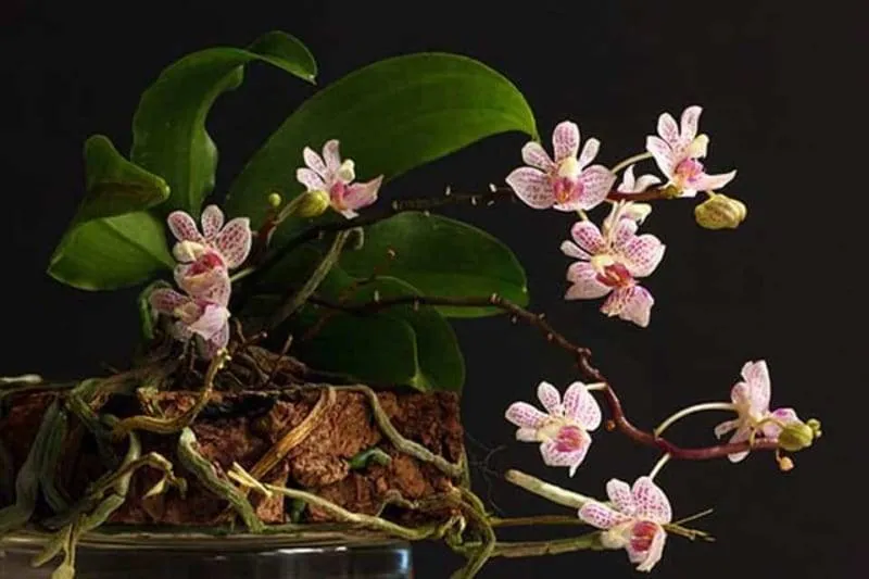 Lan Tiểu Hồ Điệp Rừng có kích thước hoa nhỏ bé, xinh xắn