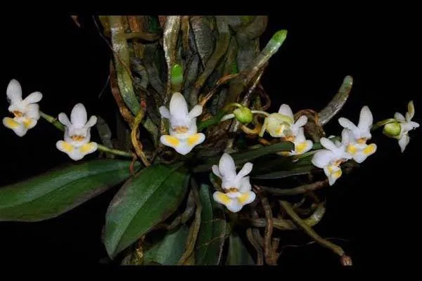 Tiểu Hồ Điệp Rừng với vẻ đẹp bí ẩn và mê hoặc