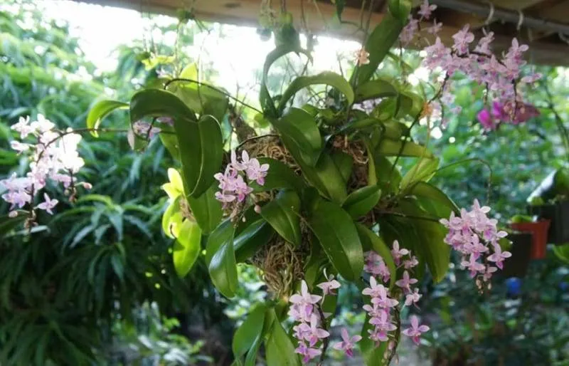 Lan tiểu hồ điệp rừng sau khi trồng và bám rễ chắc chắn