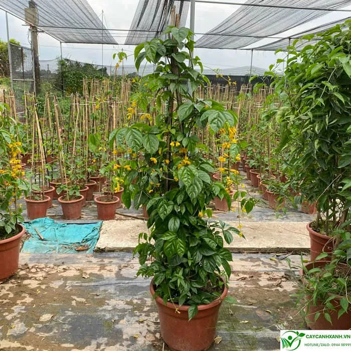 Cây phát triển, lá xanh tốt, chiều cao 1m4