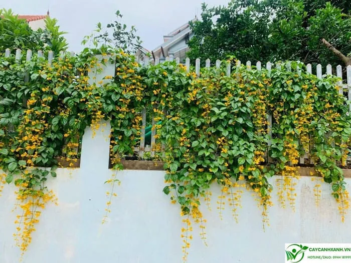 Lan hoàng dương hoa vàng, thân leo