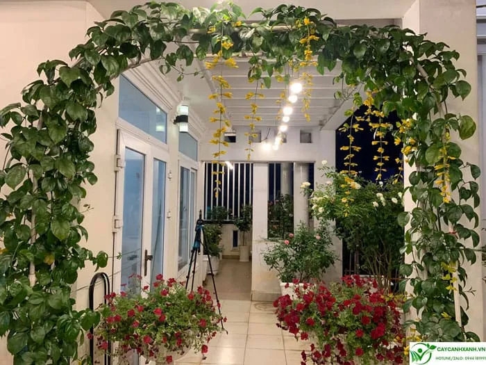 Lan hoàng dương leo vòm tạo thành cổng đón may mắn vào nhà