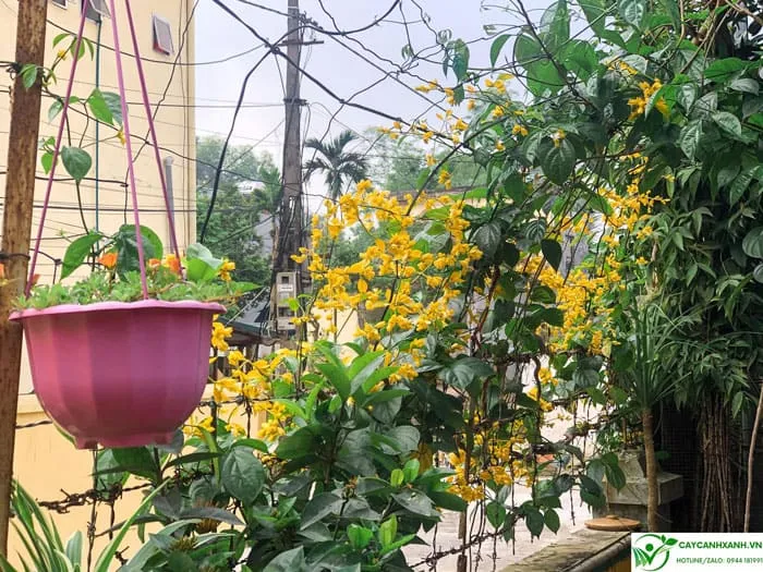 Lan hoàng dương leo rào sắt