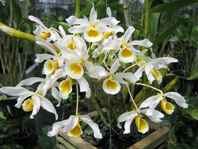 Những cành hoa Lan Hoàng Phi Hạc rũ xuống tạo nên một vẻ đẹp lãng mạn và bay bổng