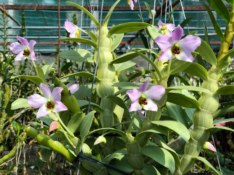 Lan Hoàng Thảo Trần Tuấn đang nở hoa rộ, hoa tím hồng nở từ gốc lên ngọn