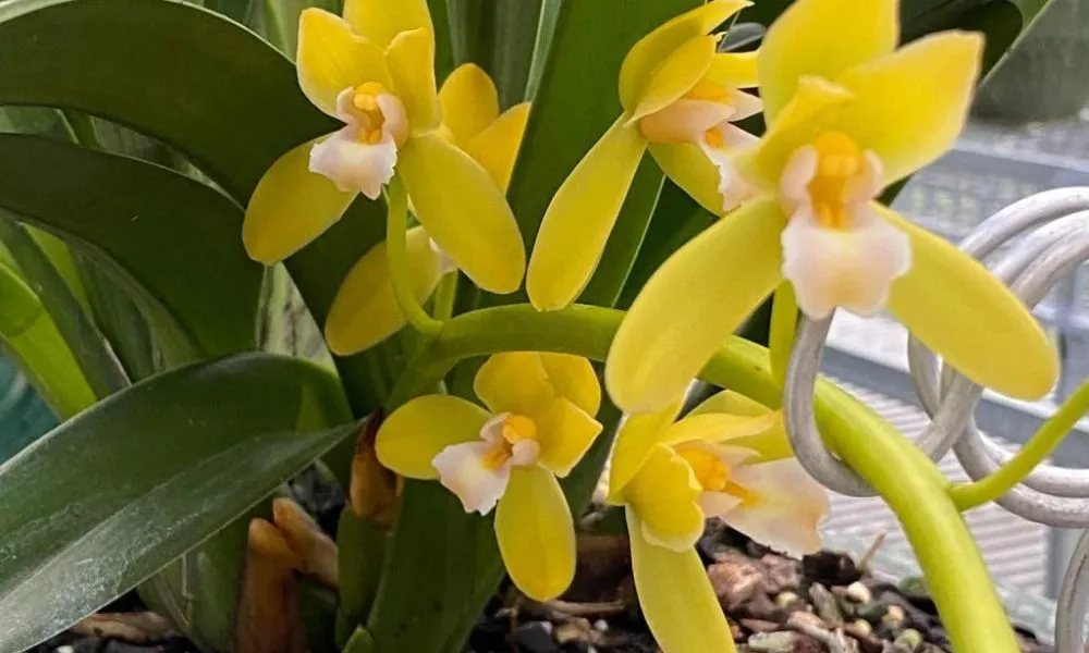Đặc điểm hình thái chi Lan Kiếm (Cymbidium) - Alt: Cách trồng lan kiếm, đặc điểm nhận dạng của hoa lan kiếm - Title: Đặc điểm của hoa lan kiếm