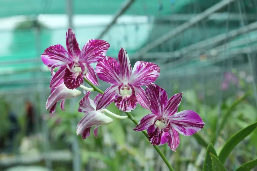 Vẻ đẹp và màu sắc đa dạng của lan Phi Điệp