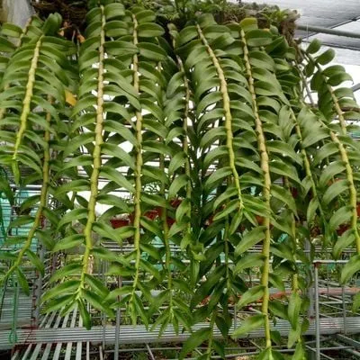 Lan phi điệp tím có form hoa to, dáng đẹp và hương thơm dịu nhẹ