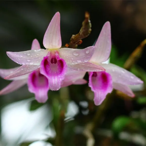 Khu vực trồng lan phi điệp tím cần được che nắng để tránh nắng gắt