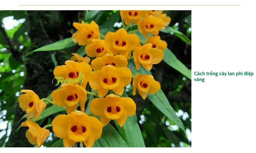 Quá trình cố định cây lan Phi Điệp Vàng lên khúc gỗ tự nhiên