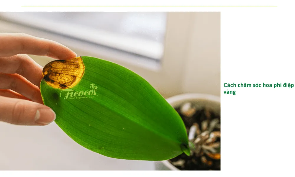 Chi tiết quy trình chăm sóc lan Phi Điệp Vàng về nước, nhiệt độ và phân bón