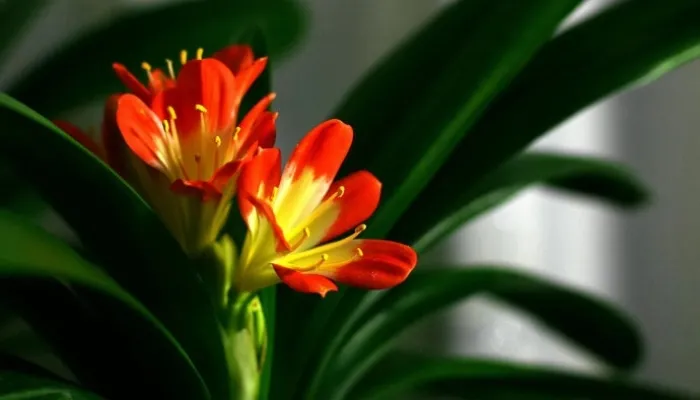 Lá Lan Quân Tử xếp chồng, chờ đợi thời điểm áp dụng cách trồng lan quân tử ra hoa