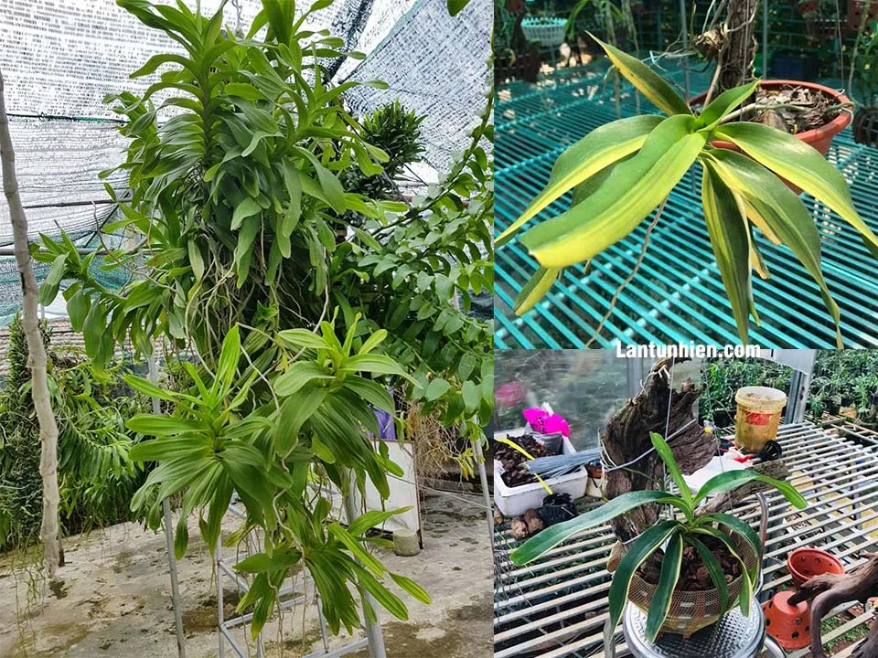 lan quáº¿ thÃ¡ng 8 Ä‘á»™t biáº¿n