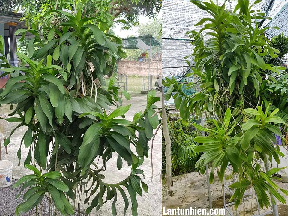 lan quáº¿ thÃ¡ng 8