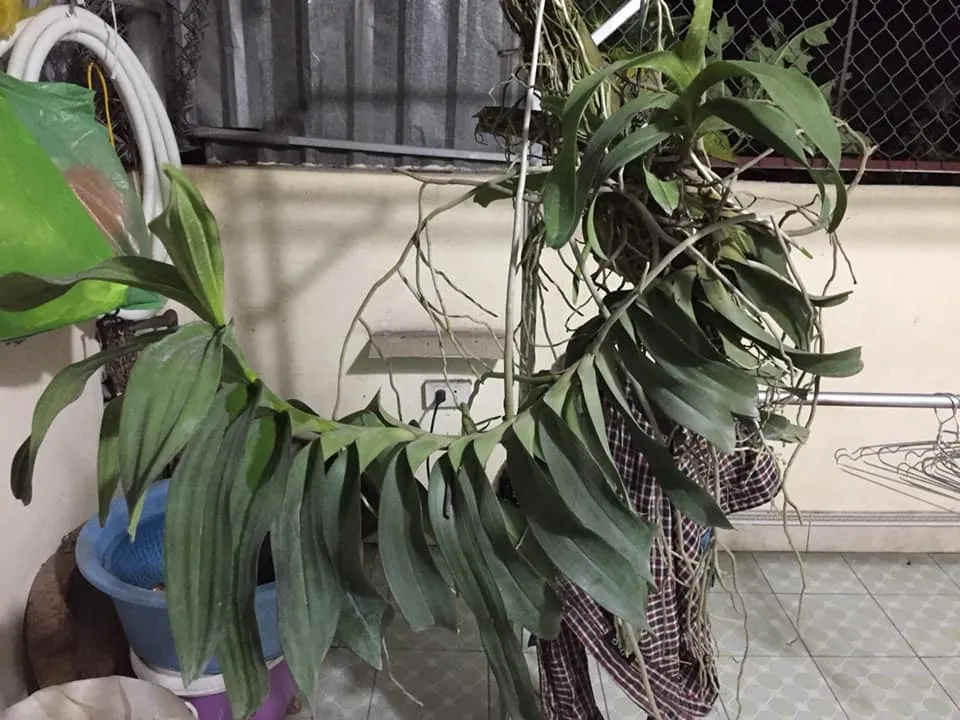 quáº¿ thÃ¡ng 8 Ä‘á»™t biáº¿n