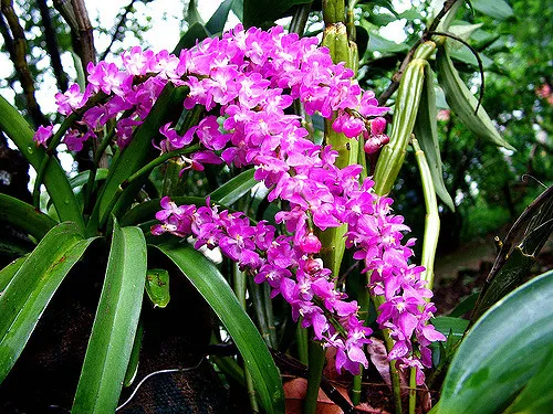 Alt text: Chậu lan sóc lào đã trồng, chuẩn bị cho quá trình ra rễ và sinh trưởng