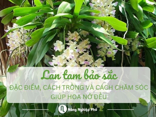 Cách Trồng Và Chăm Sóc Lan Tam Bảo Sắc Ra Hoa Đồng Loạt