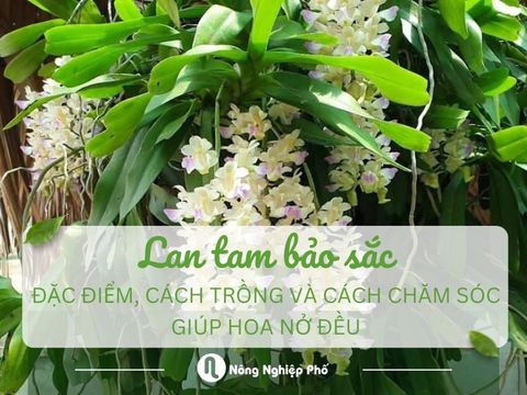 Cách Trồng Và Chăm Sóc Lan Tam Bảo Sắc Ra Hoa Đồng Loạt