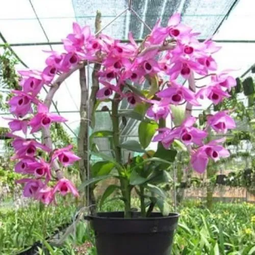 Cách Trồng Lan Trầm Rồng Đỏ Kỹ Thuật Chuyên Sâu Từ A Đến Z