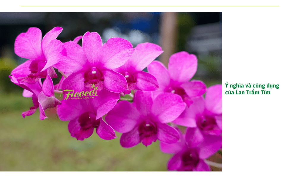 Cách Trồng Và Chăm Sóc Hoa Lan Trầm Tím Khoe Sắc Đúng Tết