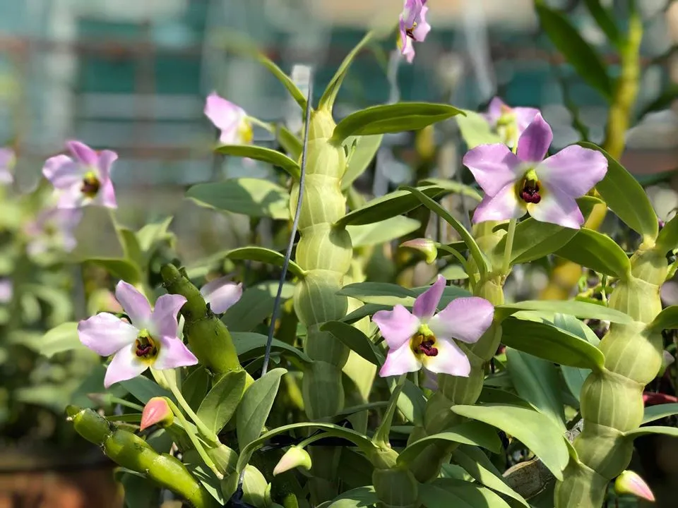 Hình ảnh chi tiết hoa Lan Hoàng Thảo Trần Tuấn với cánh hoa tím hồng và tâm vàng rõ nét