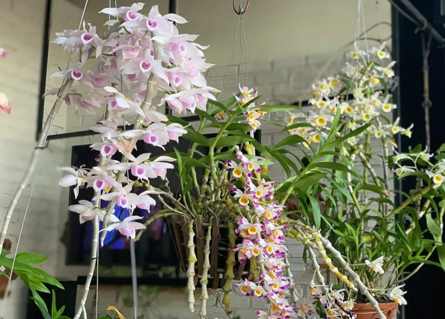 Giống lan trúc phật bà khỏe mạnh