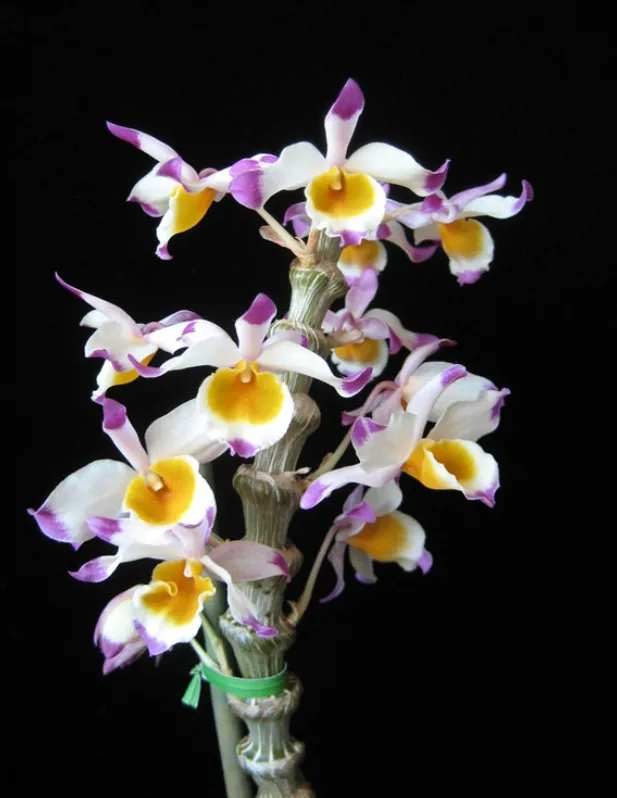 Hoa lan trúc phật bà bung nở rực rỡ 6