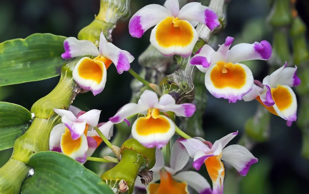 Thân và lá của lan trúc phật bà