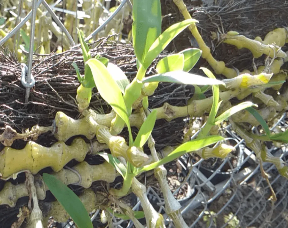 Kỹ thuật trồng và chăm sóc lan trúc phật bà